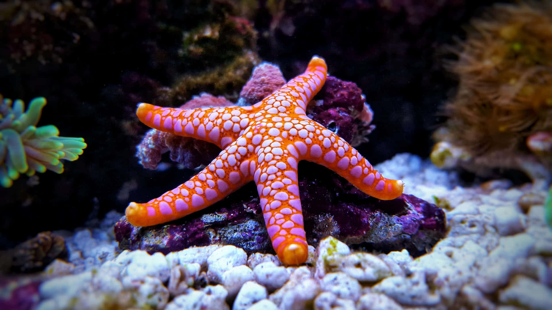 A starfish resting on a beach shore