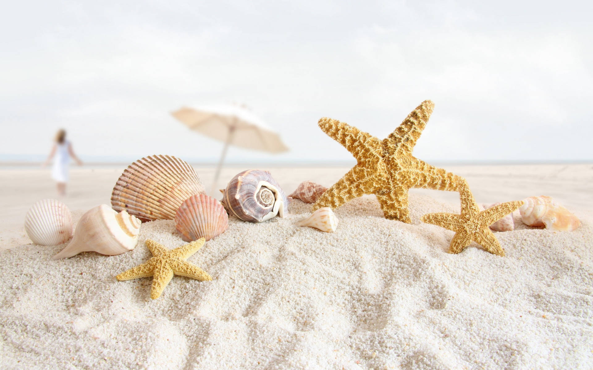 Starfish And Shells Focus Photography Wallpaper