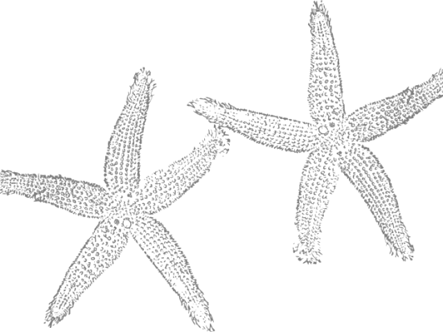 Starfish Duo Clipart Outline PNG