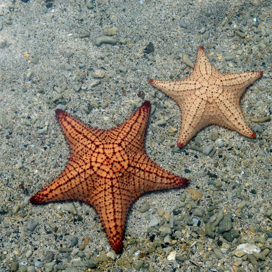 Starfish Duo On Seabed Wallpaper