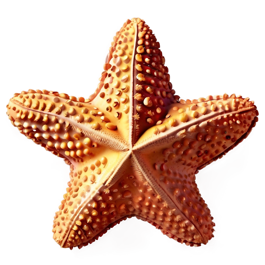 Starfish Emoji Png 05242024 PNG