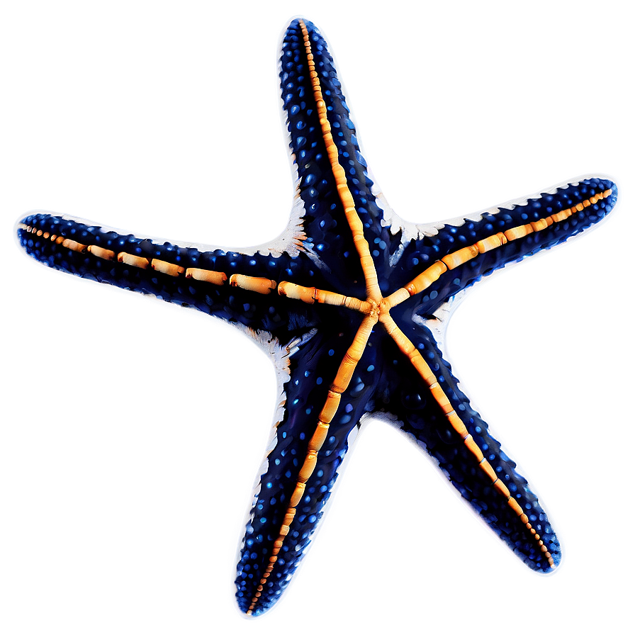 Starfish Fossil Image Png Aot PNG