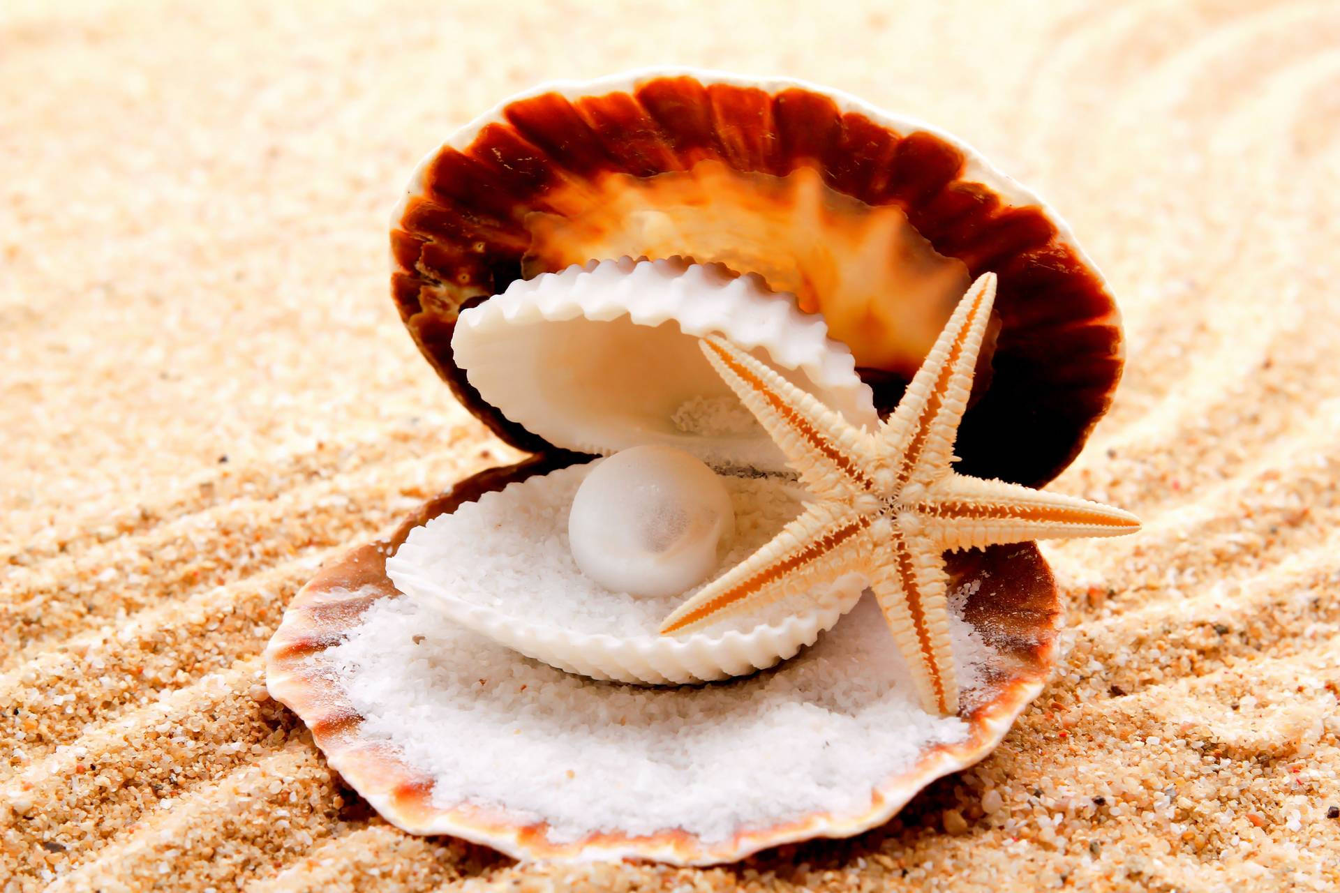 Starfish Inside Seashell Background