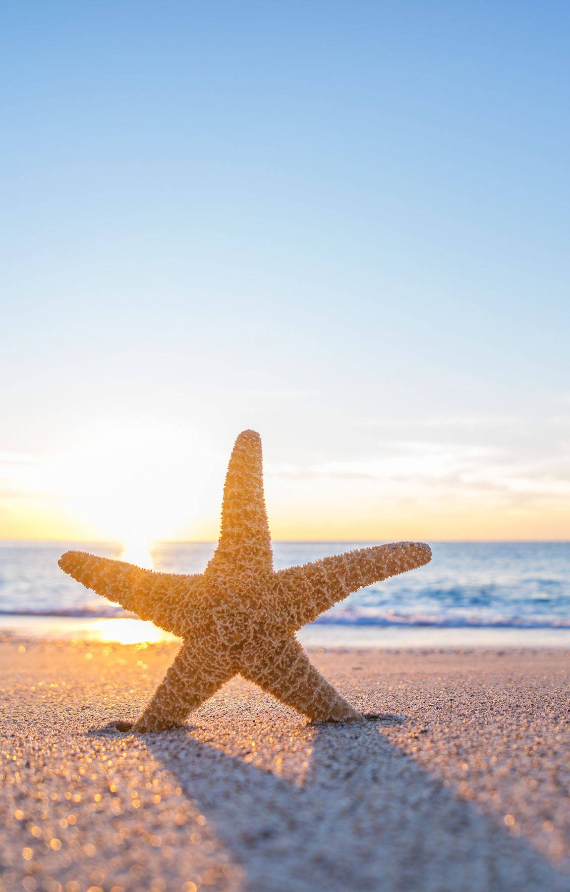 Starfish On Beach Sunrise Wallpaper