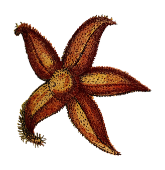 Starfish_on_ Black_ Background PNG
