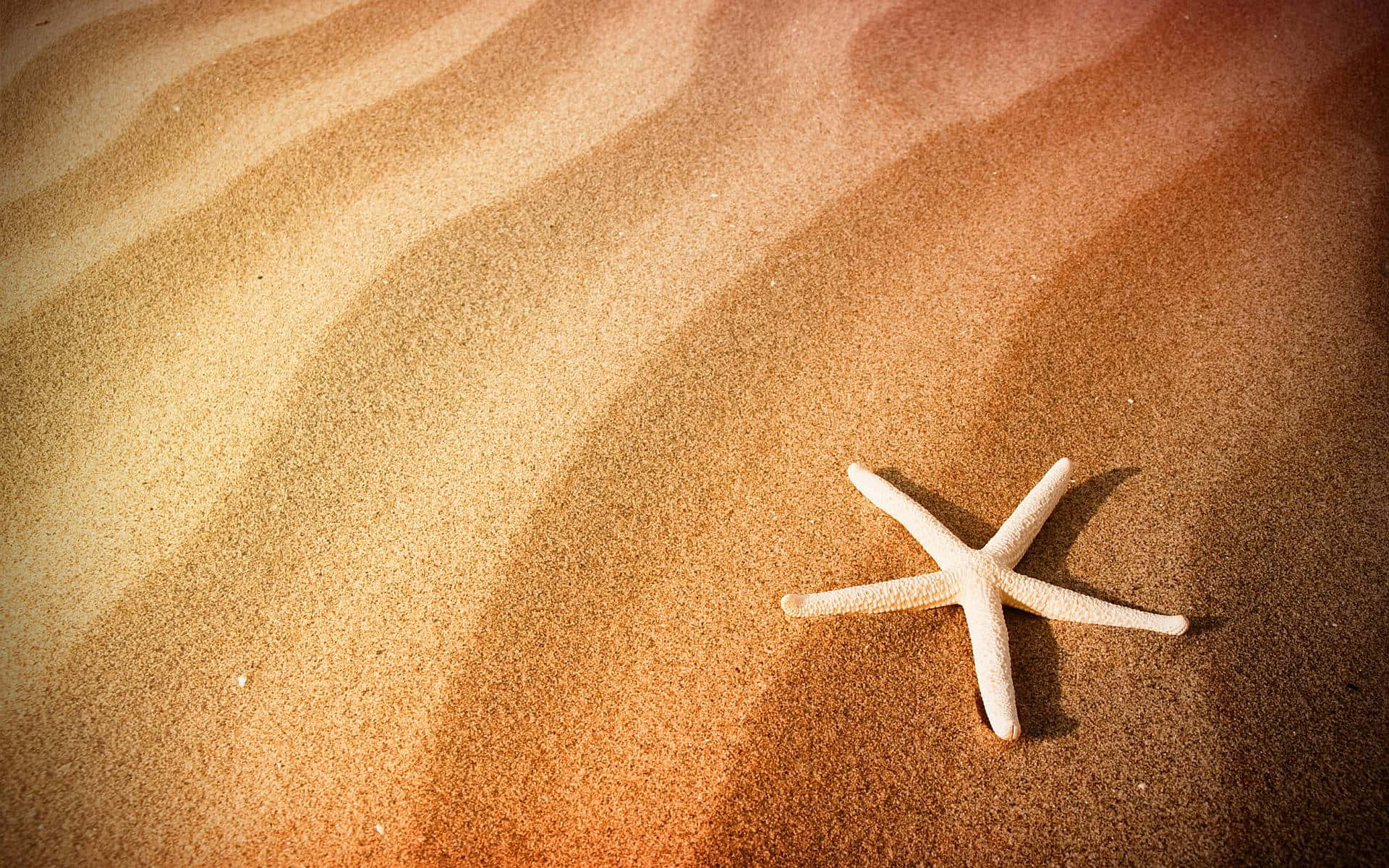 Starfish On Sand Wallpaper