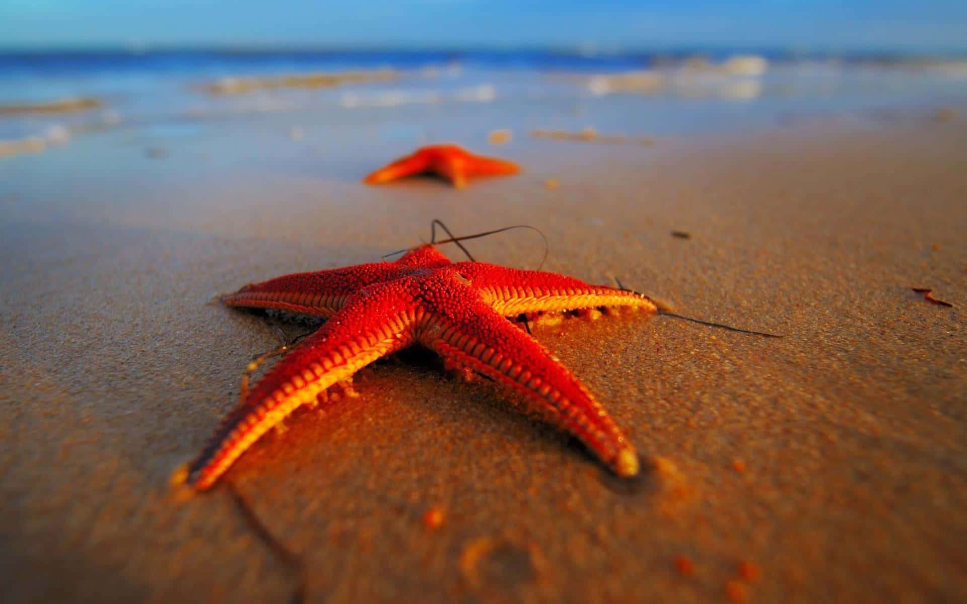 Starfish_on_ Sandy_ Shore Wallpaper