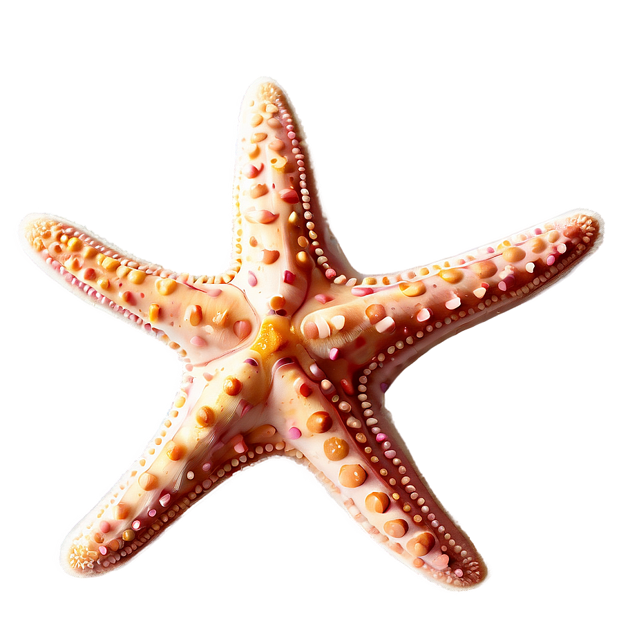 Download Starfish Outline Png 05242024 | Wallpapers.com