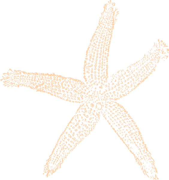 Starfish Sketch Clipart PNG
