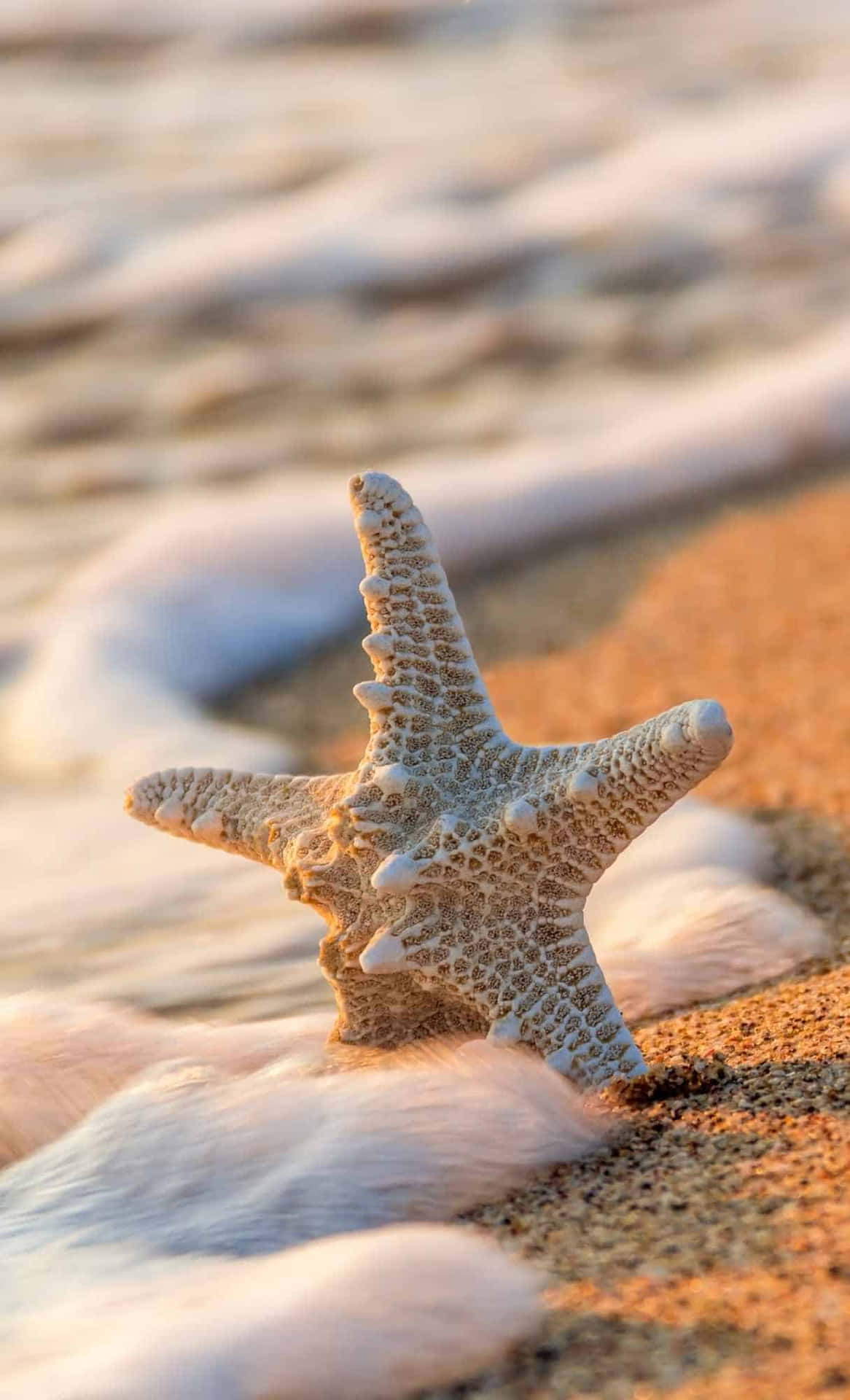Starfish Sunset Shoreline.jpg Wallpaper