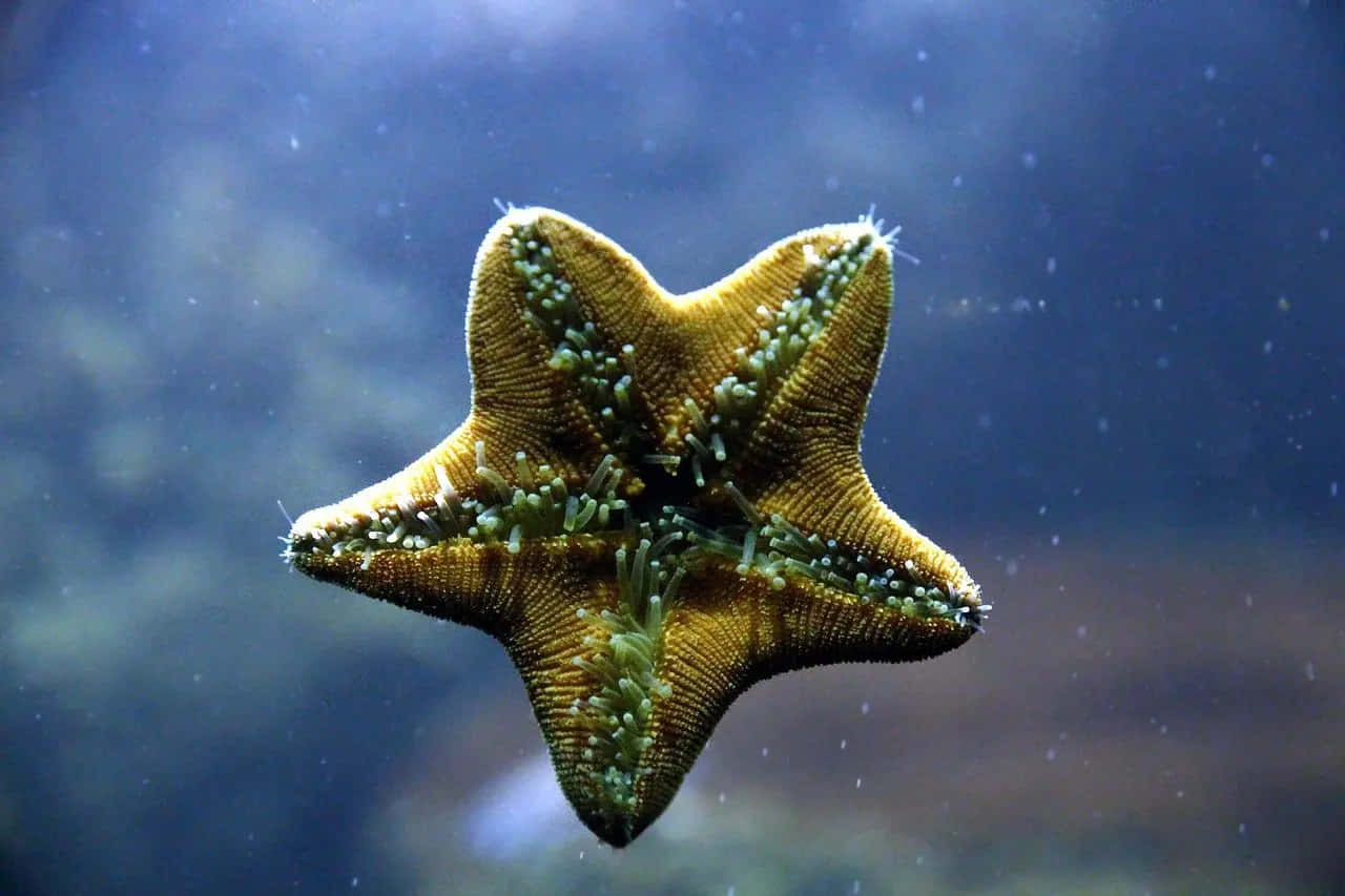 Starfish_ Underwater_ View Wallpaper