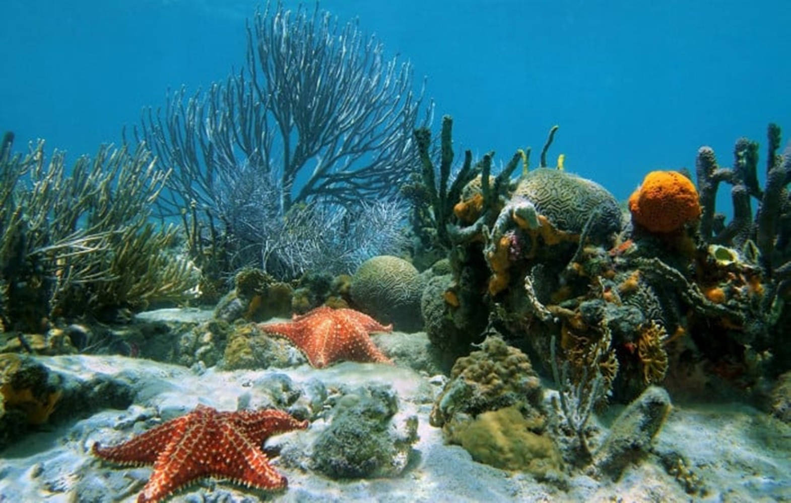 Starfish With Sea Corals And Creatures Wallpaper