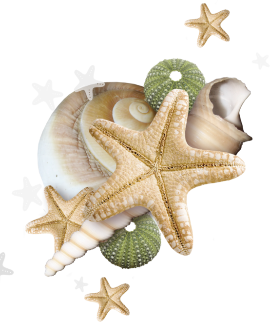 Starfishand Seashells Clipart PNG