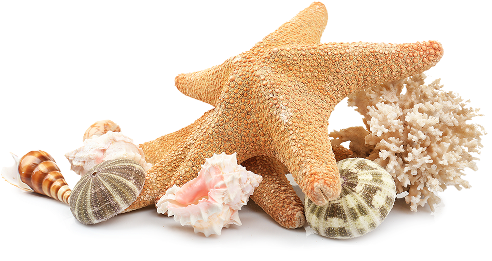 Starfishand Seashells Collection PNG