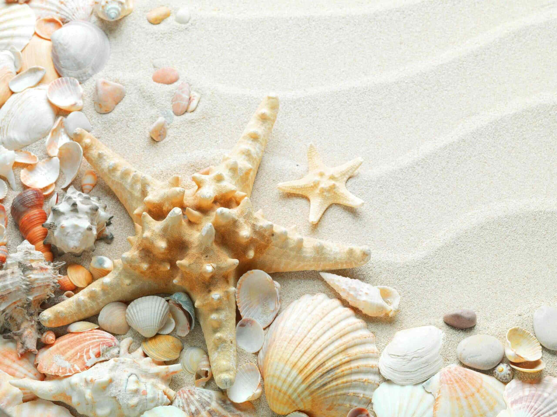 Starfishand Shellson Beach Sand Wallpaper
