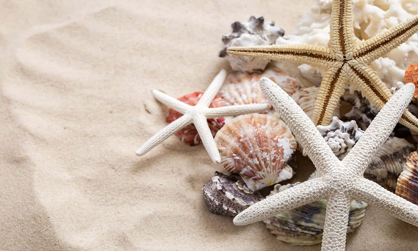 Starfishes And Seashells On The Sand Wallpaper
