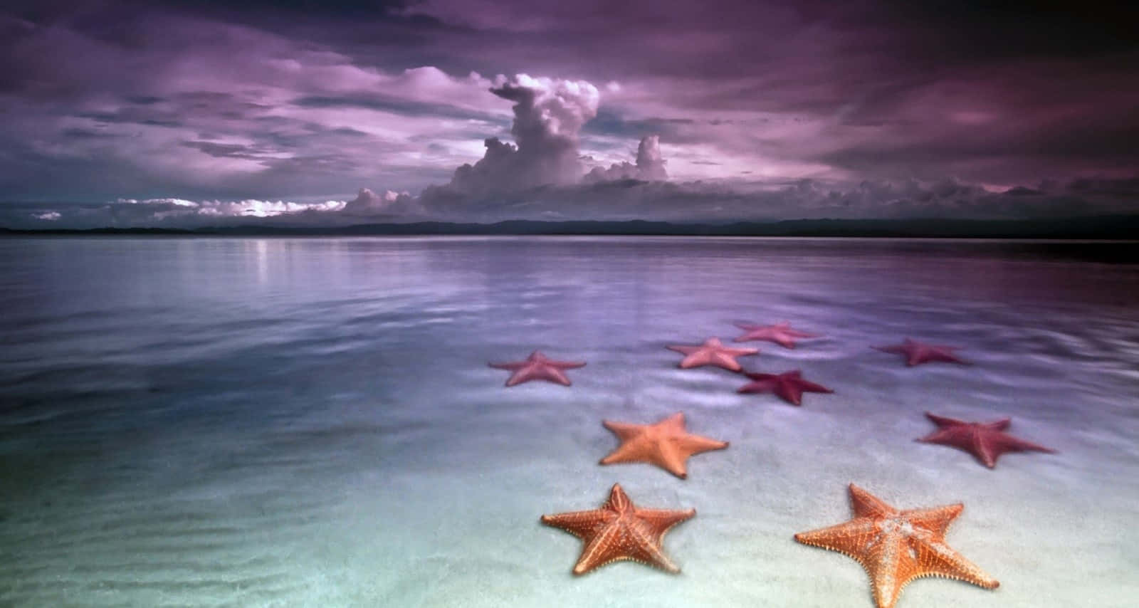 Starfishes On Shallow Water Wallpaper