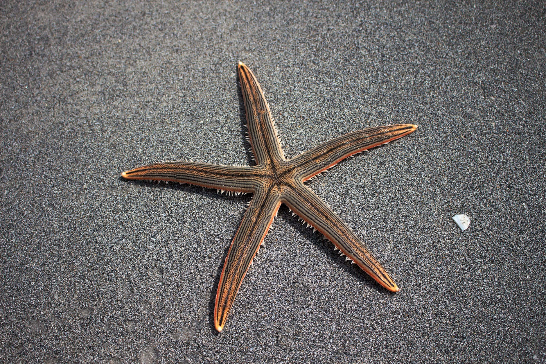 Starfishon Sandy Beach Wallpaper