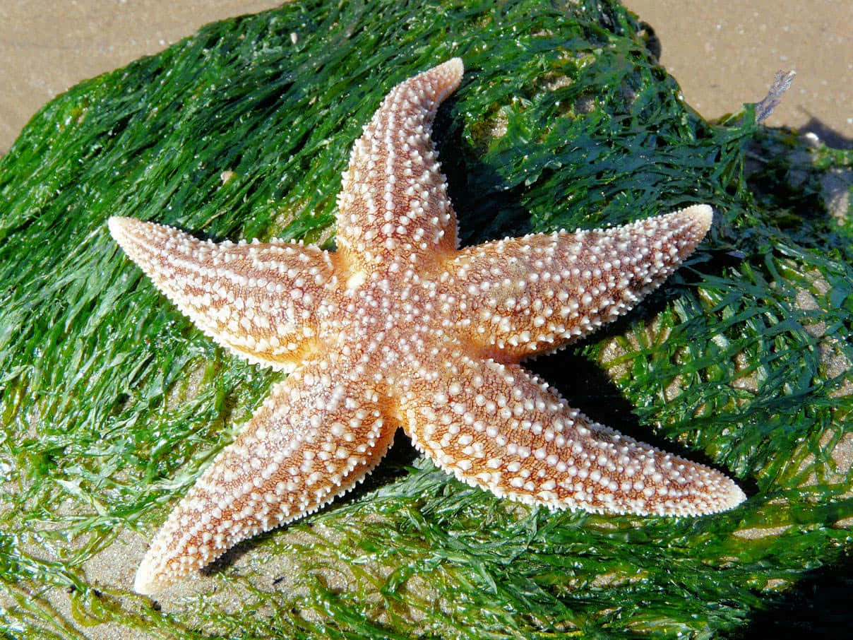Starfishon Seaweed Wallpaper