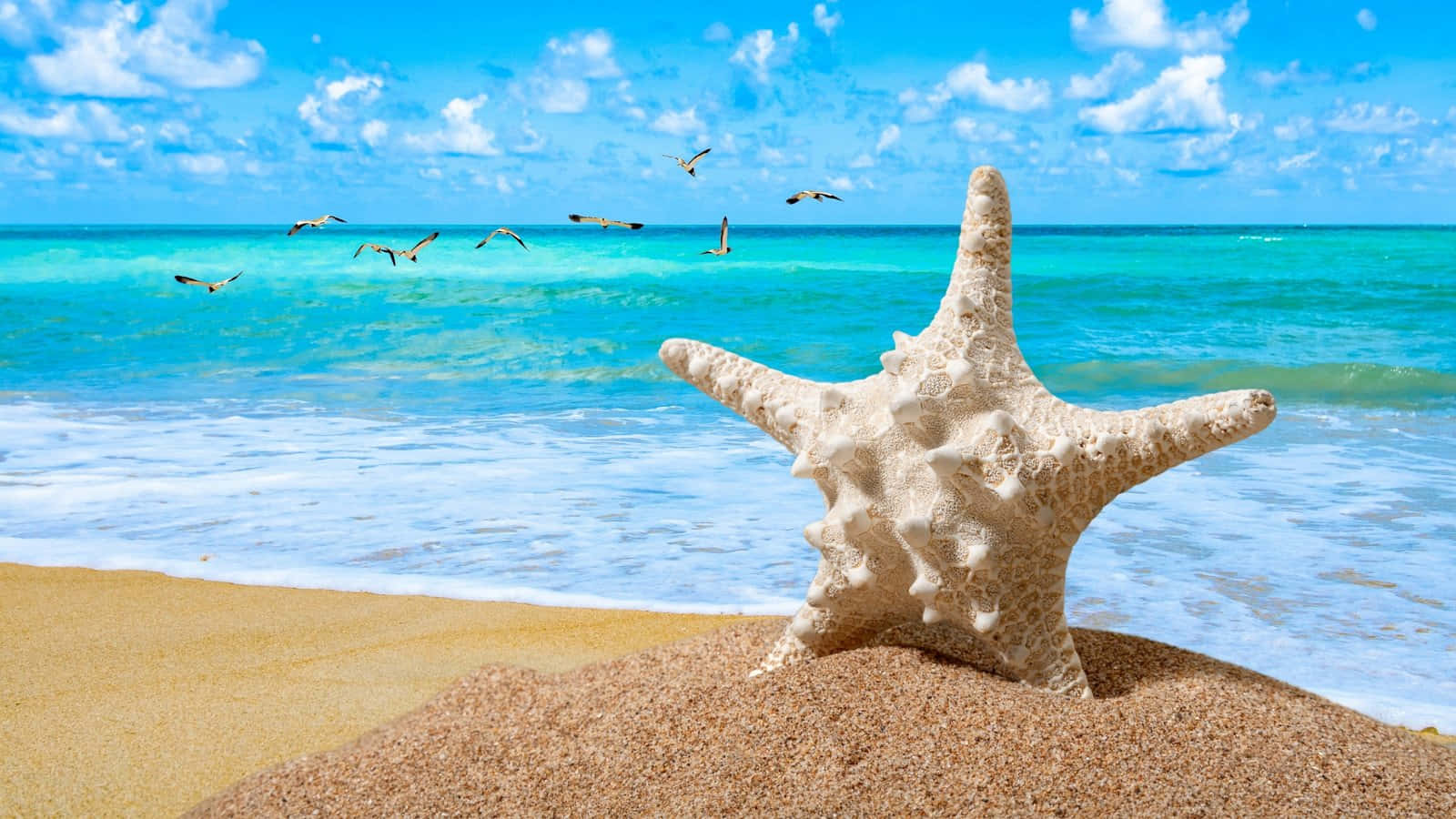 Starfishon Tropical Beach Caribbean Wallpaper