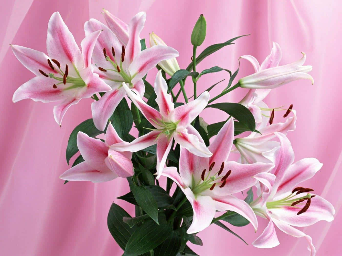 Stargazer Lily Flowers In A Vase Wallpaper