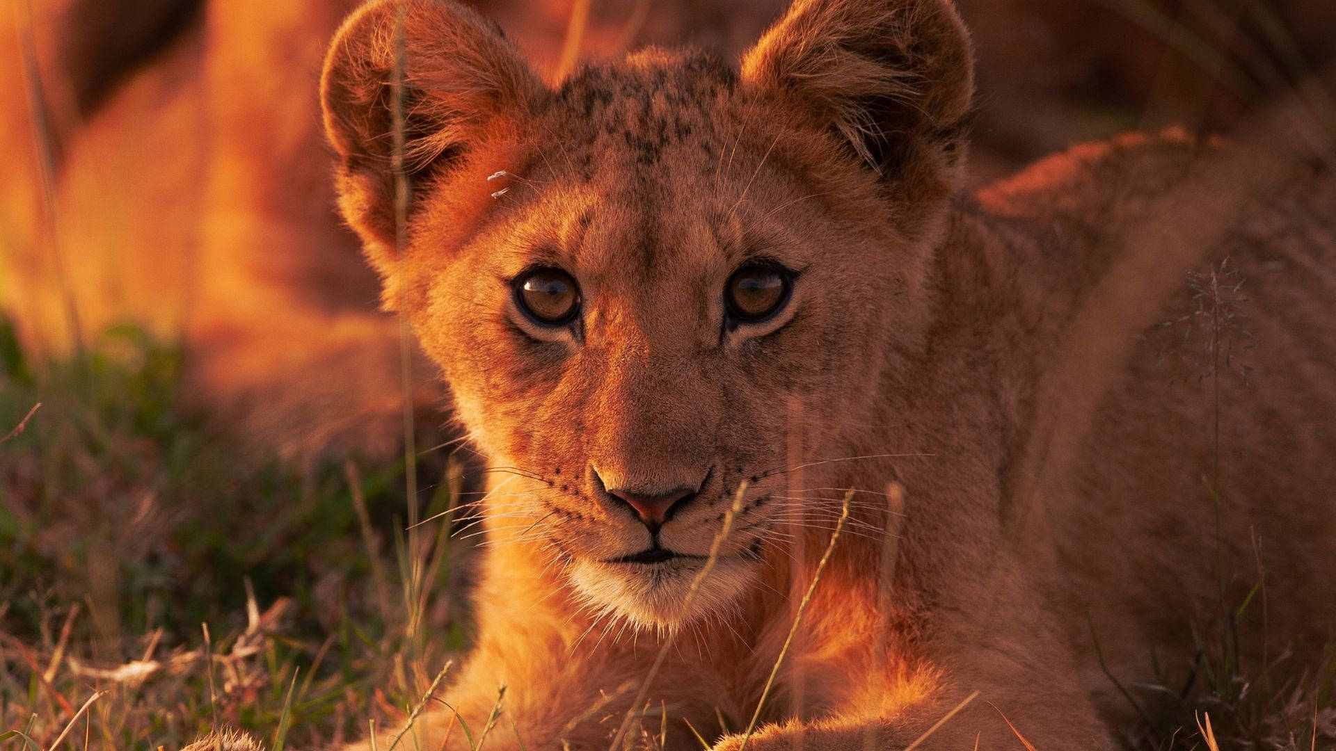 Staring Baby Animal Lion Sfondo