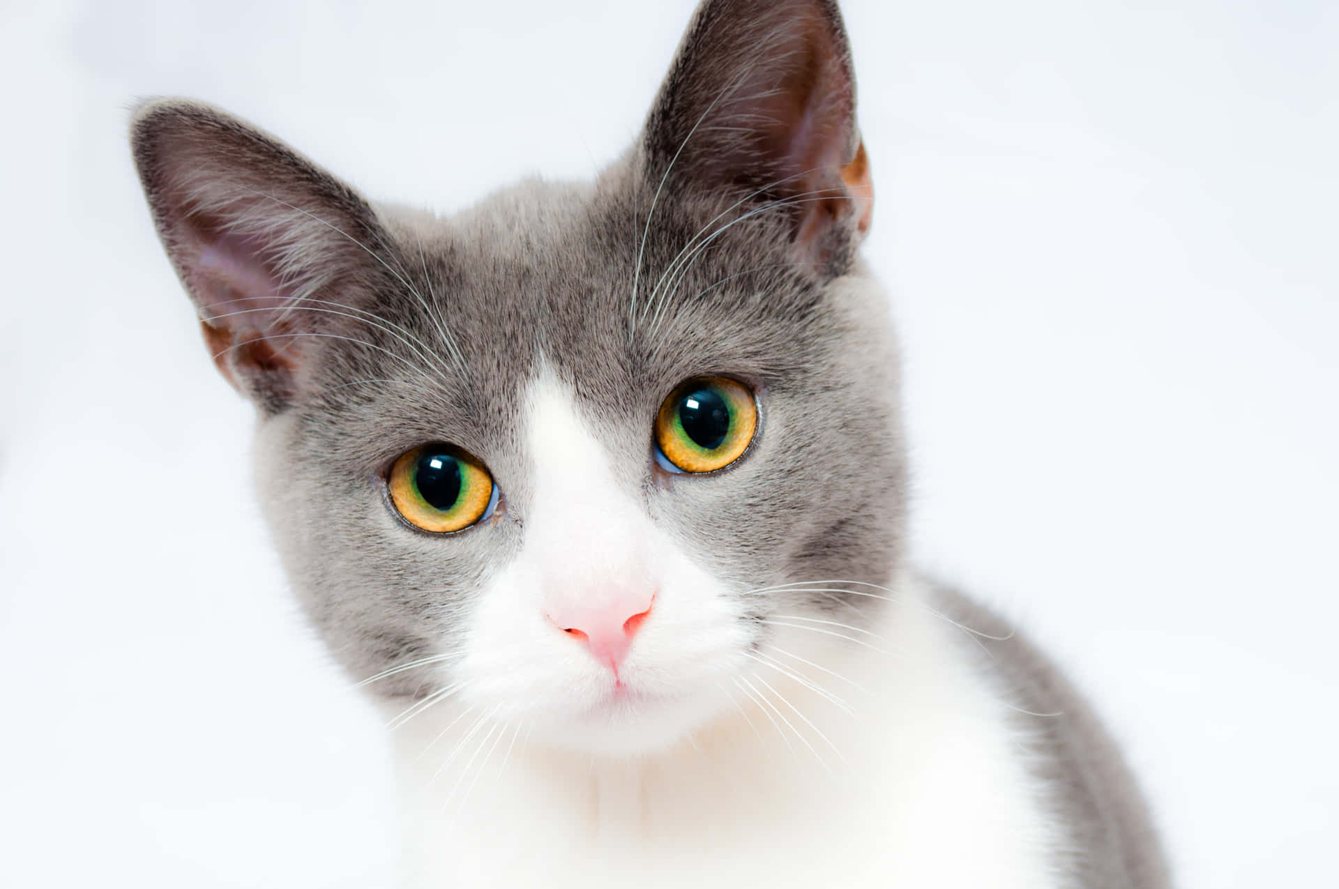 "Mesmerizing gaze of a feline beauty"- Cute Cat Pfp Wallpaper