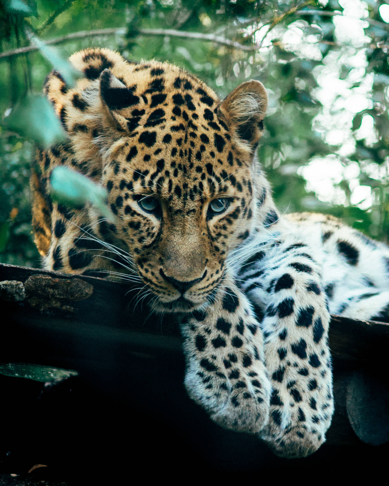 Staring Jaguar Background