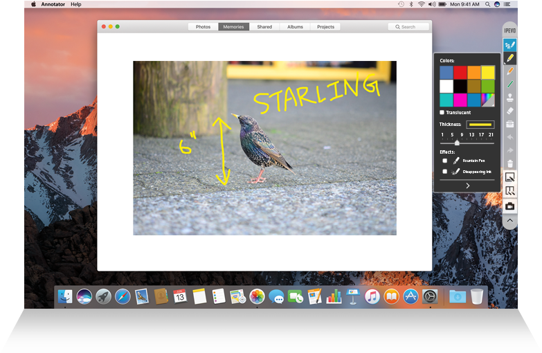 Starling Identificationon Computer Screen PNG