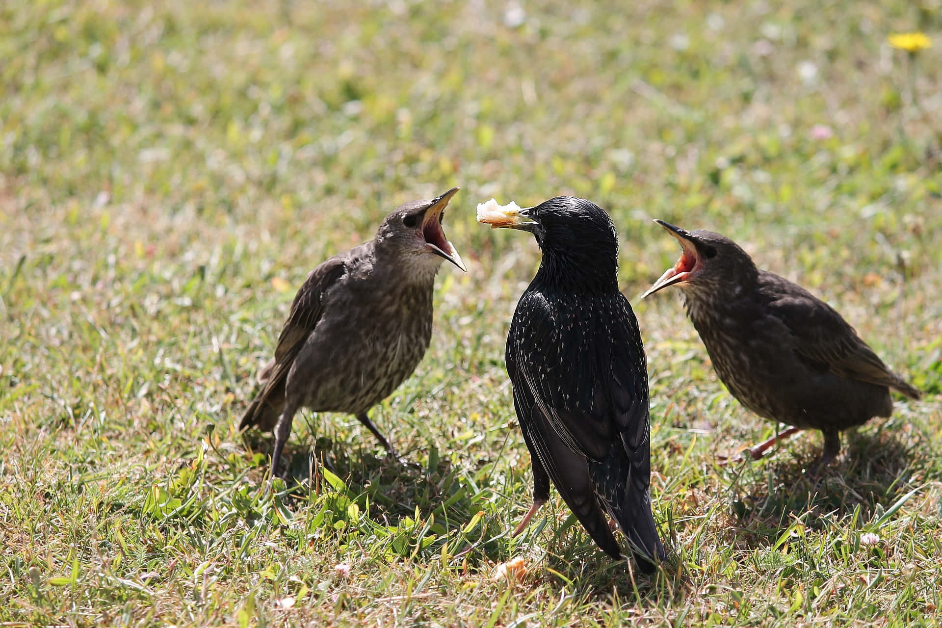 Starling Mother Bird On The Ground Wallpaper