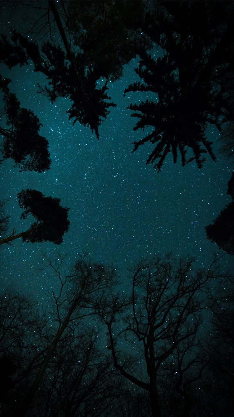 Starry_ Night_ Forest_ Canopy.jpg Wallpaper