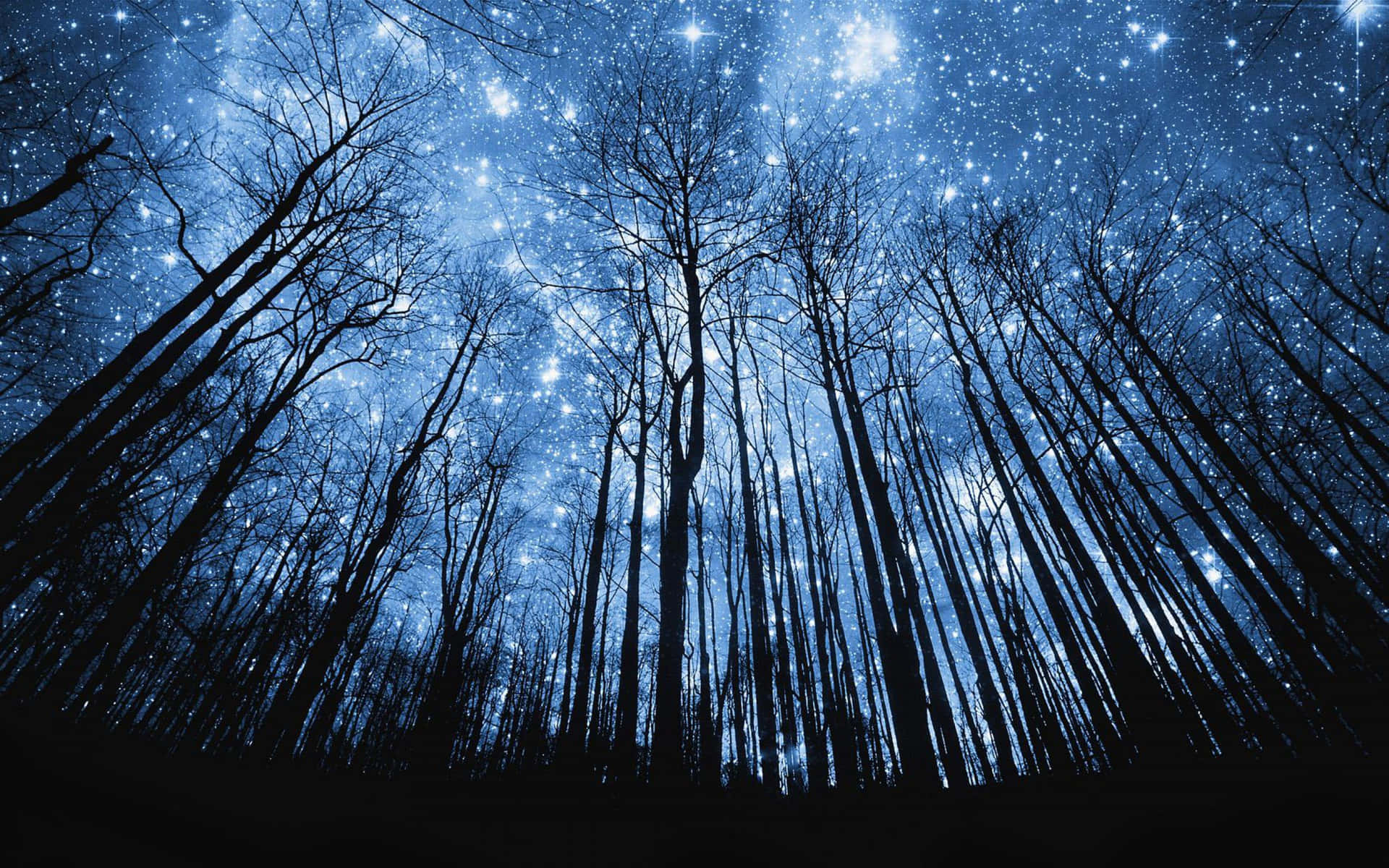 Starry_ Night_ Forest_ Canopy.jpg Wallpaper