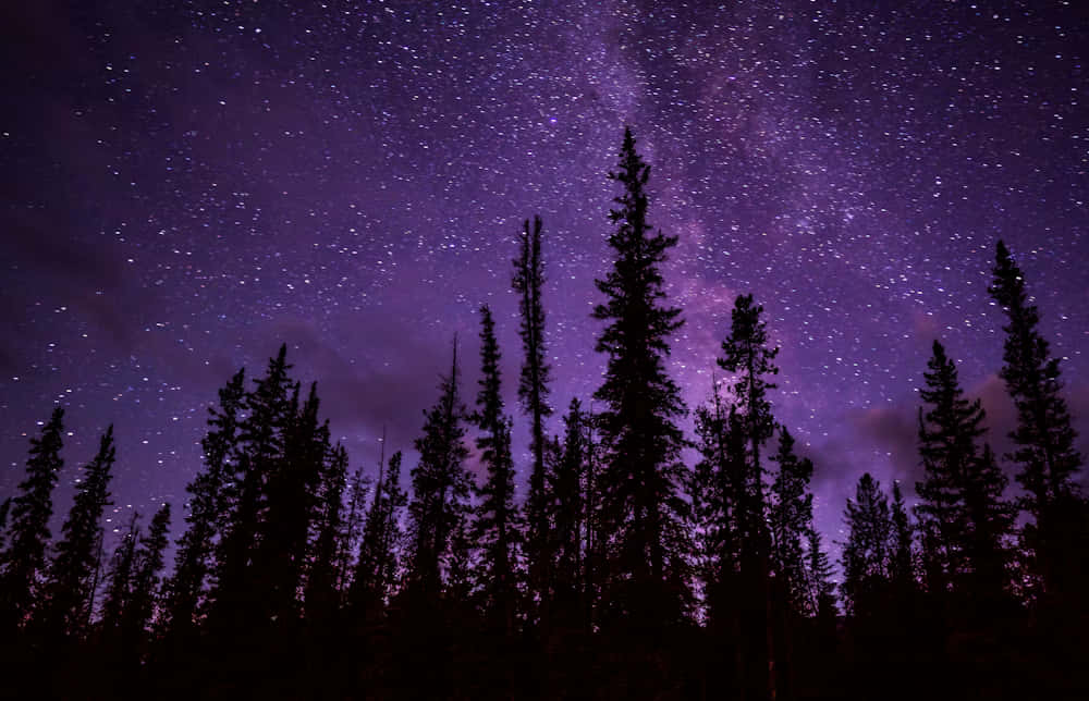 Starry Night Purple Sky Forest Silhouette Wallpaper