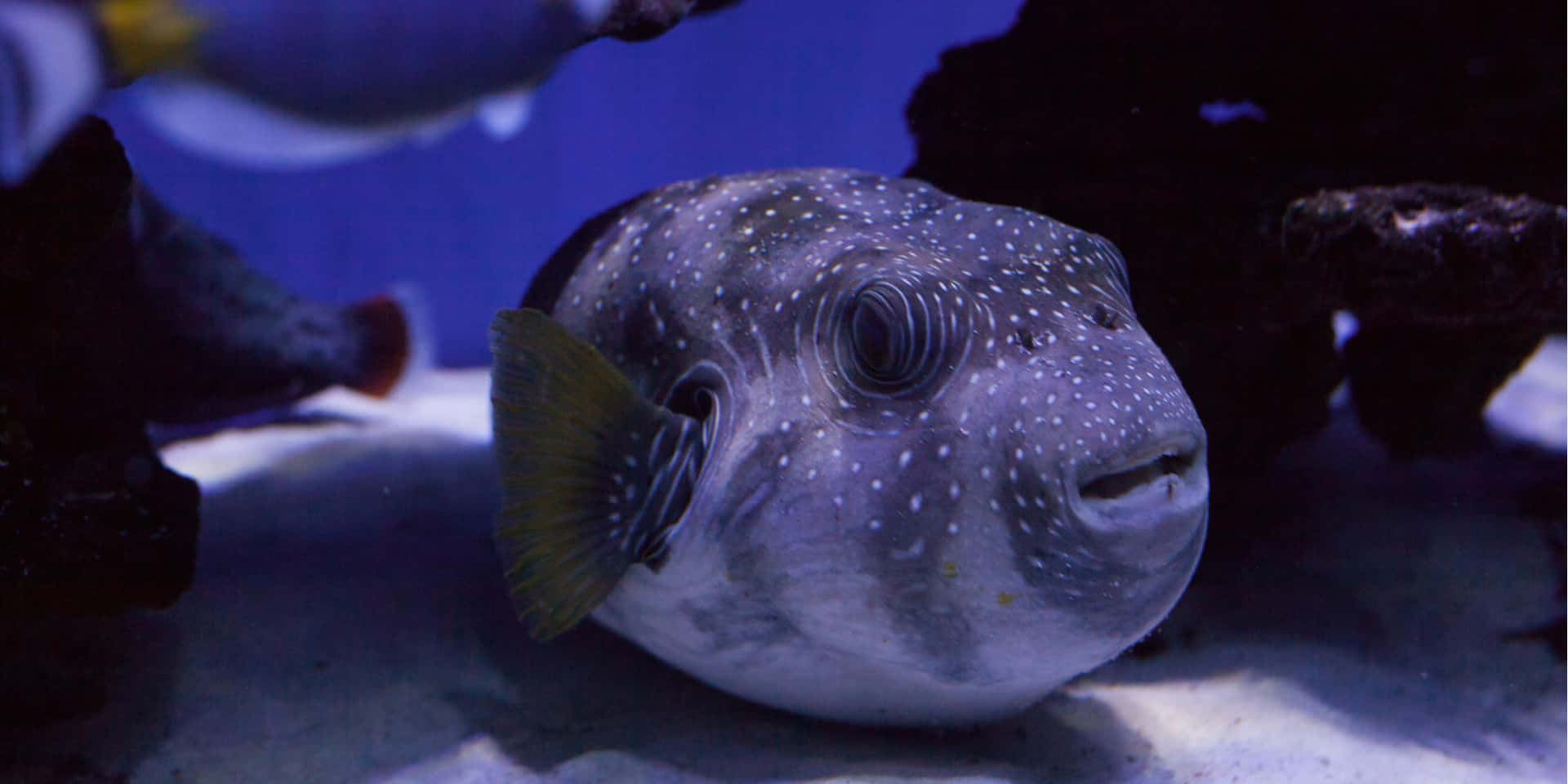 Stjernespekket Pufferfisk I Akvarium Bakgrunnsbildet