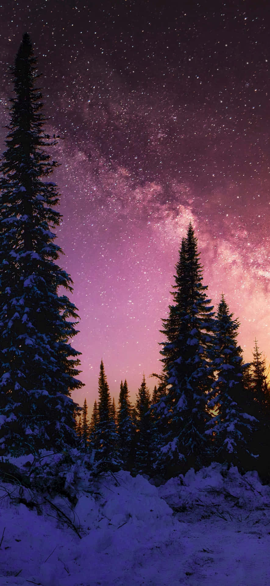 Starry Winter Night Forest Snow Wallpaper