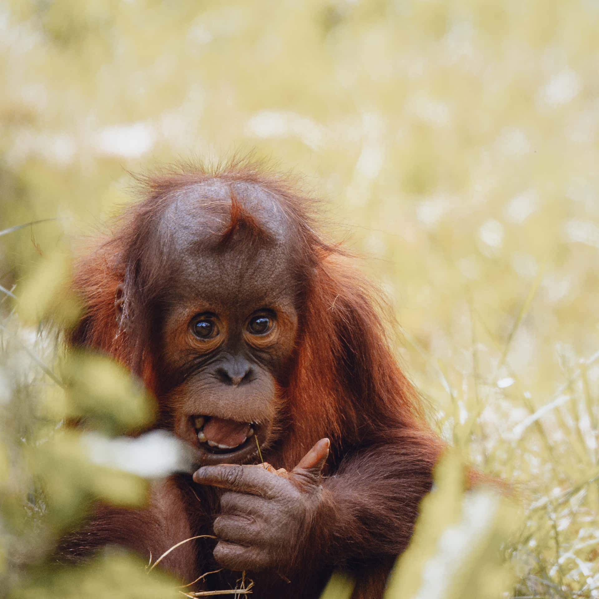 Innocent Eyes of Startled Baby Orangutan Wallpaper