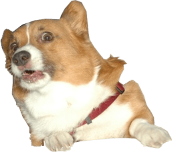 Startled Corgi Expression PNG