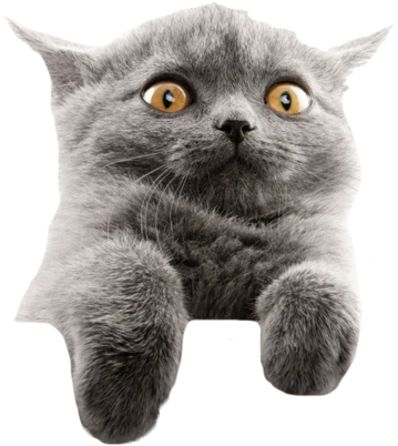 Startled Gray Cat Meme PNG