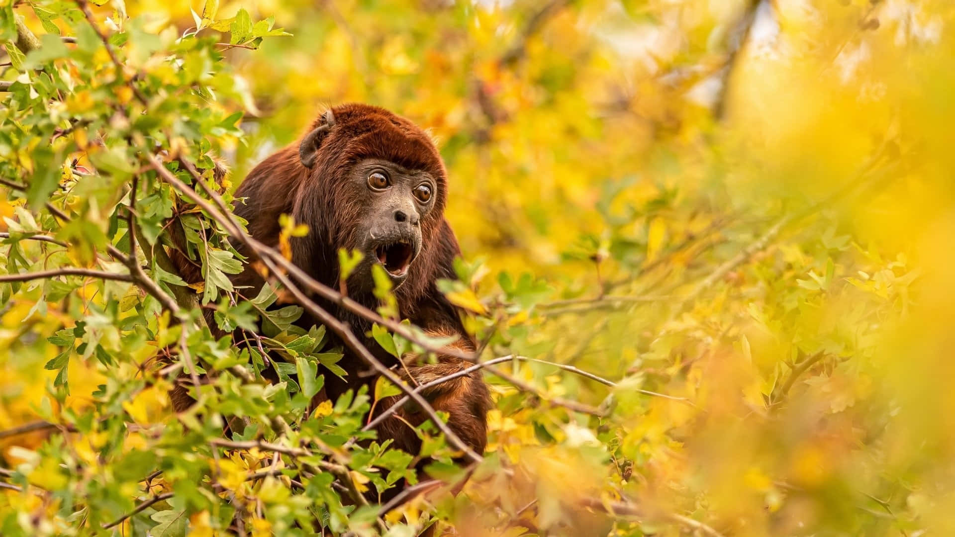 Startled Howler Monkeyin Foliage Wallpaper