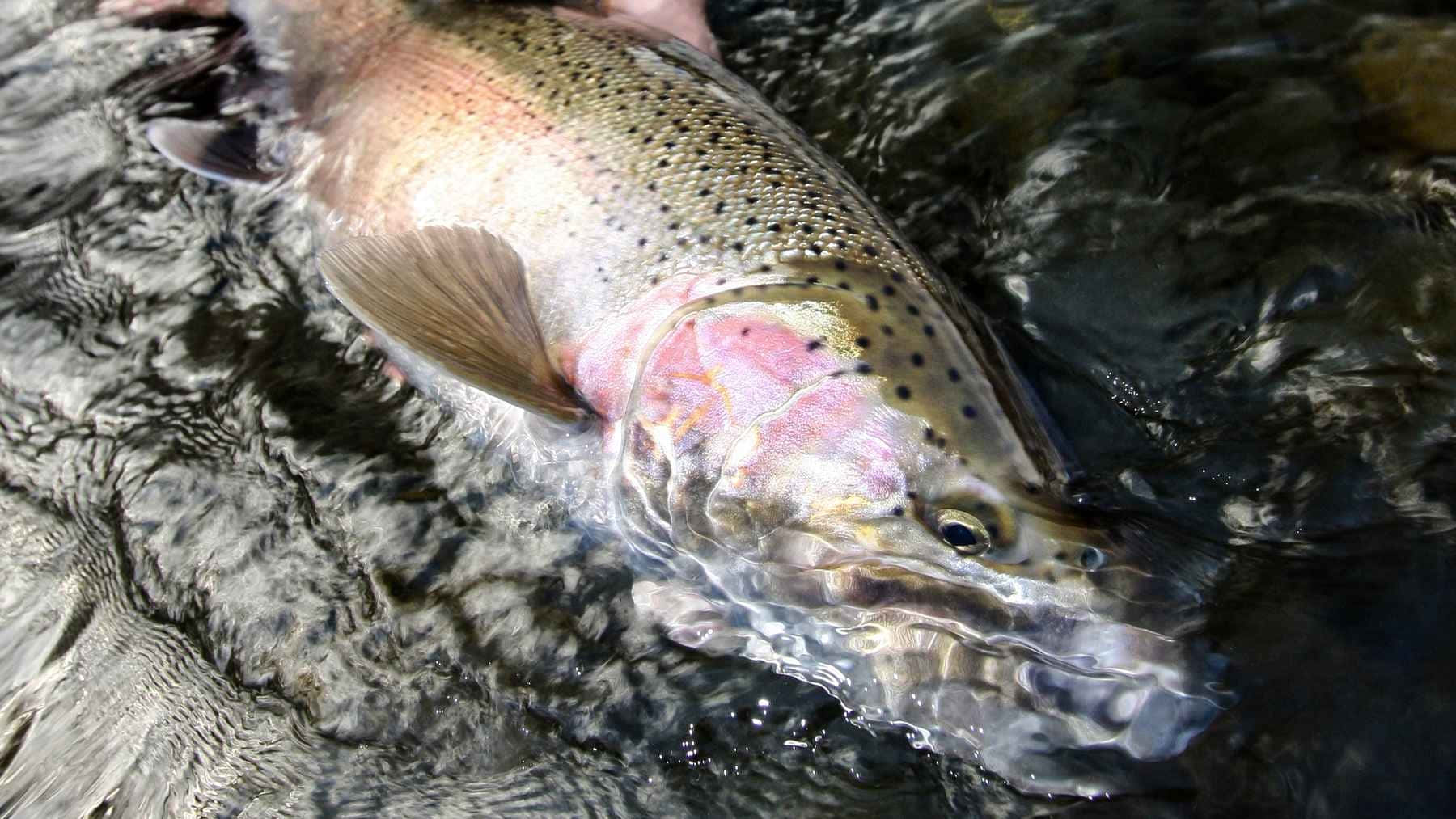 Steelhead Ørret I Vann Bakgrunnsbildet