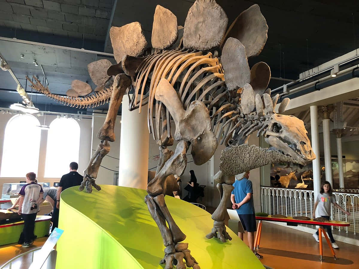 Stegosaurus Skeleton Exhibit National Museum Scotland Wallpaper