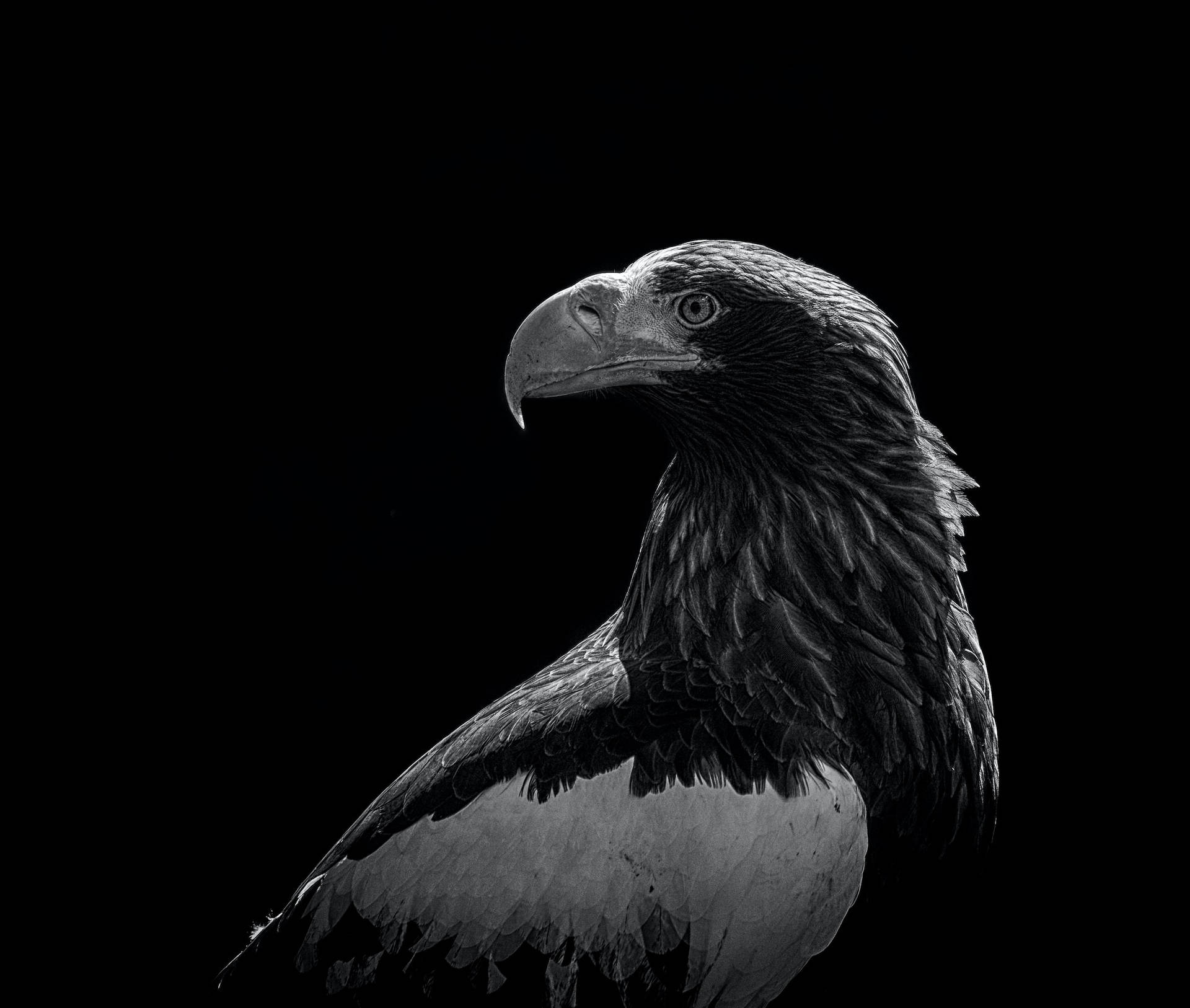Steller’s Sea Eagle In Monochrome Profile Wallpaper