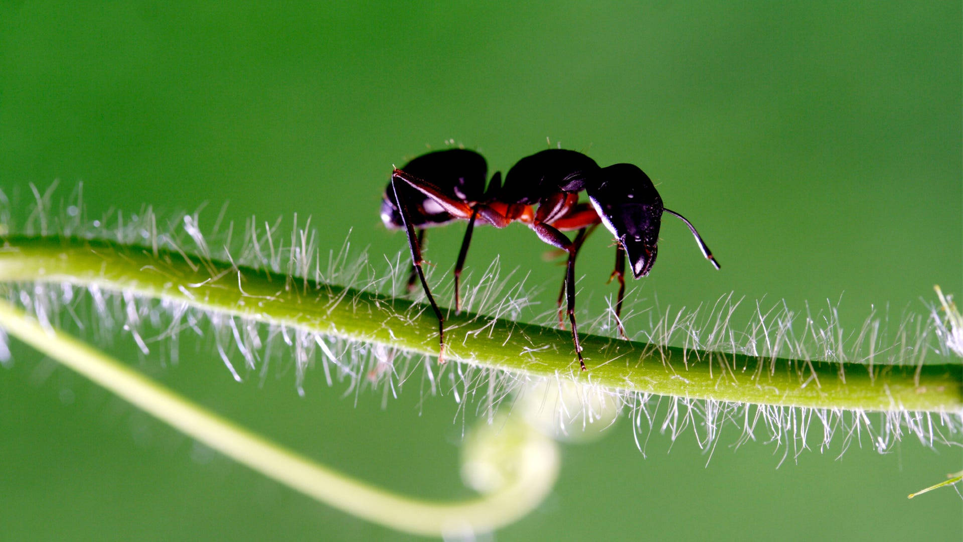 Stem Ant Wallpaper