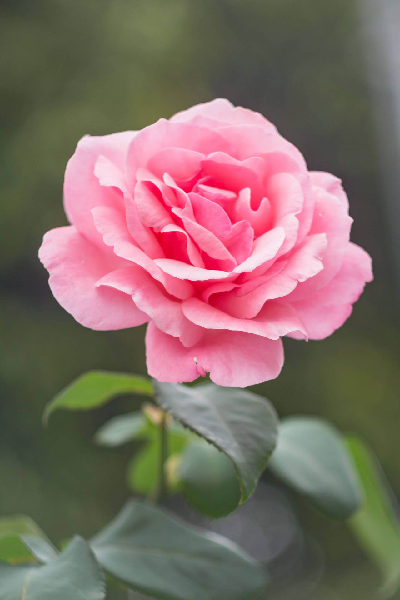 Stem Of Blooming Light Pink Rose Wallpaper
