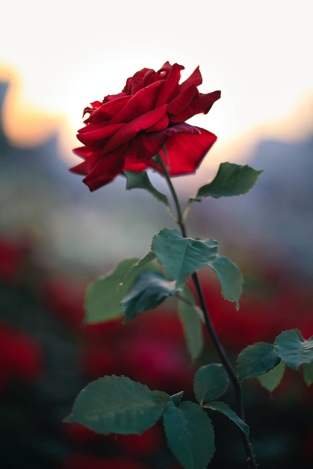 Caulede Rosa Vermelha Em Flor. Papel de Parede