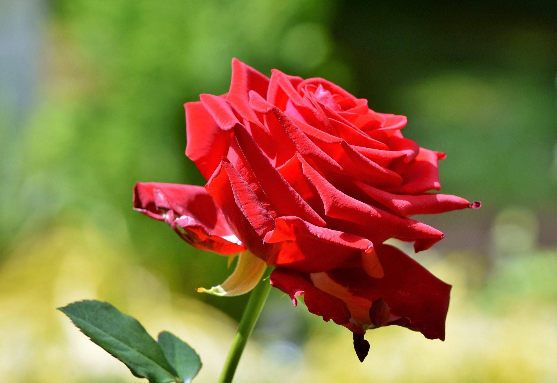 Stem Of Red Rose Flower Desktop