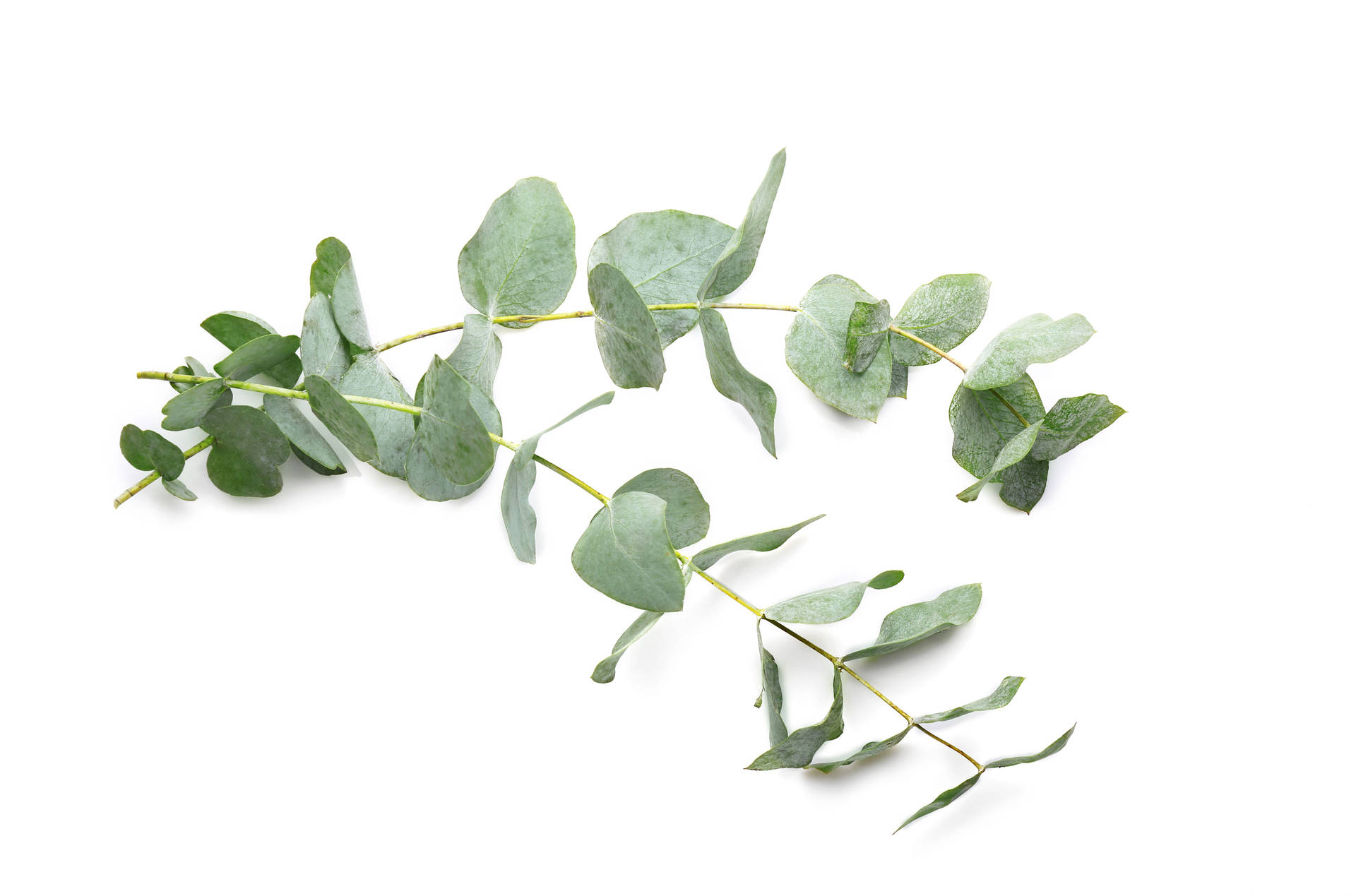 Stems Of Eucalyptus On A Surface Wallpaper