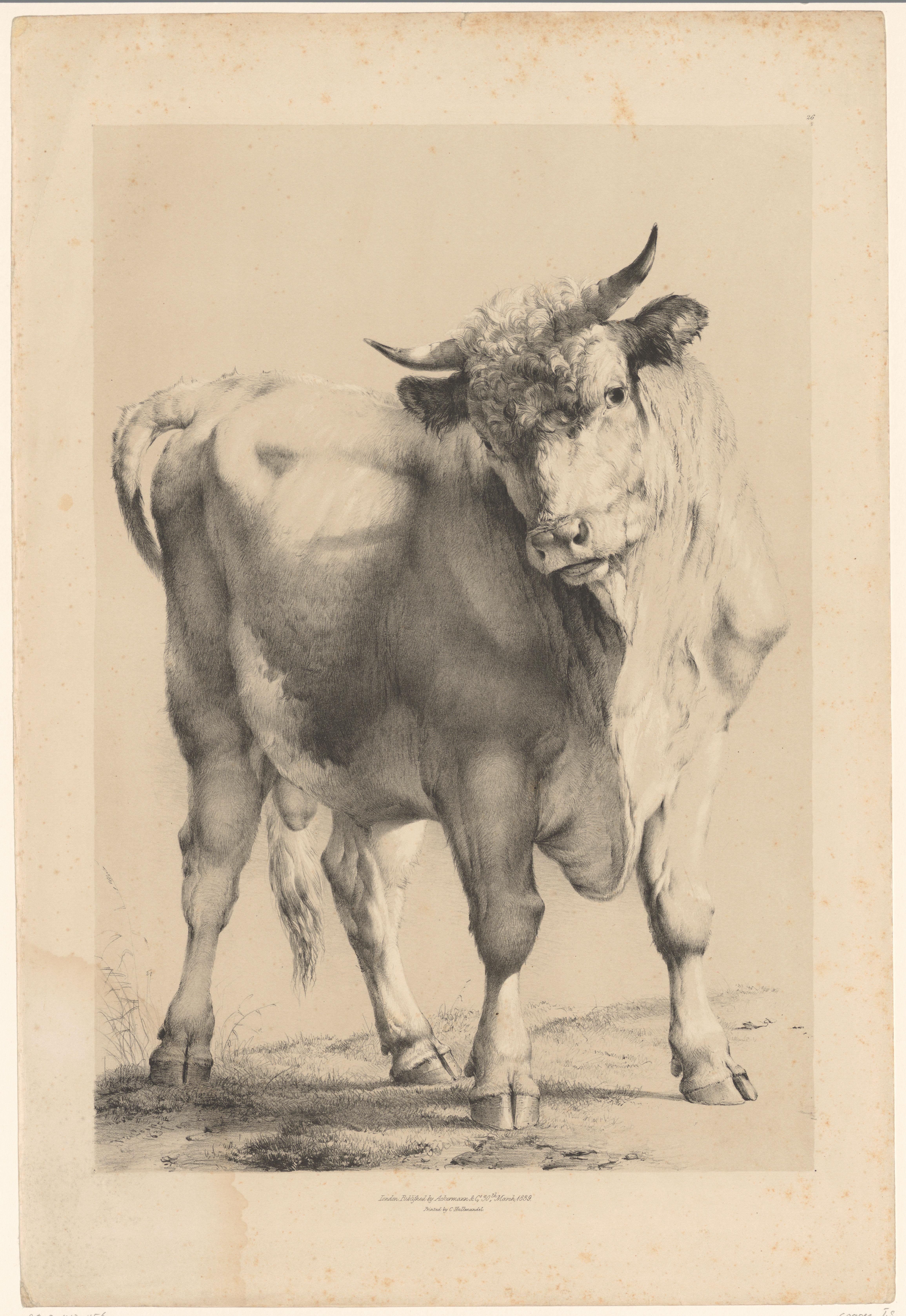 Stier Wallpaper