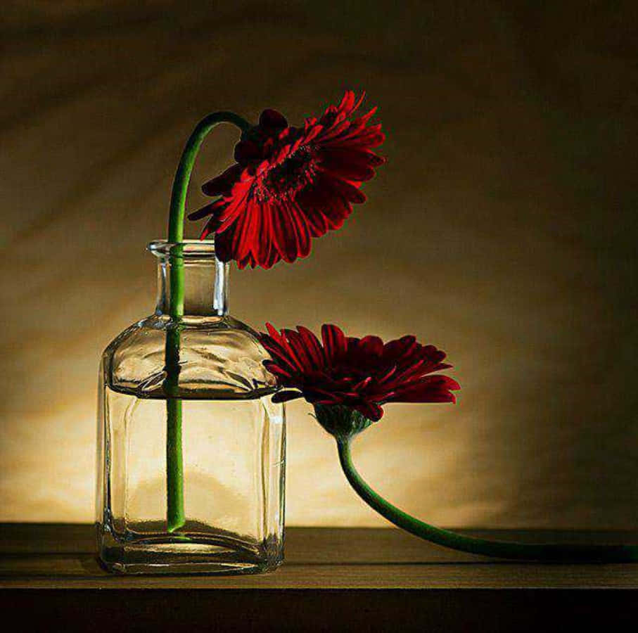 Red Flower Still Life Picture
