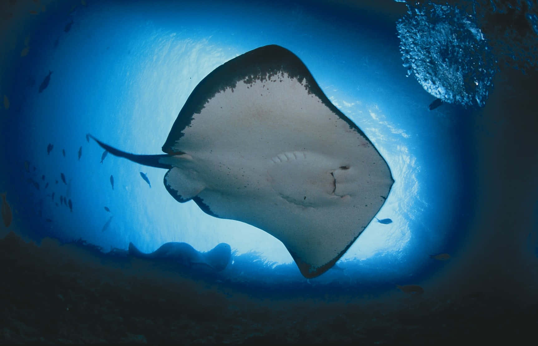 Stingray Swimming Underwater Tunnel Wallpaper